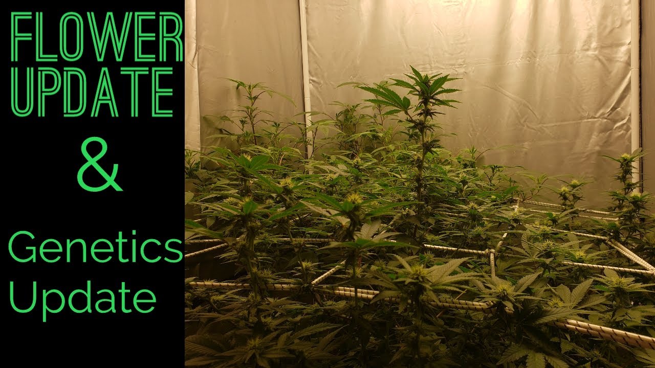 Flower & Genetics Update‼  How To: Grow INDOOR with Defoliation & Low Stress Training‼