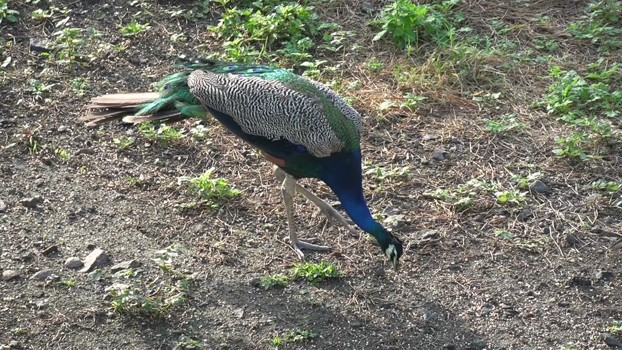 Beautiful peacock मोर 