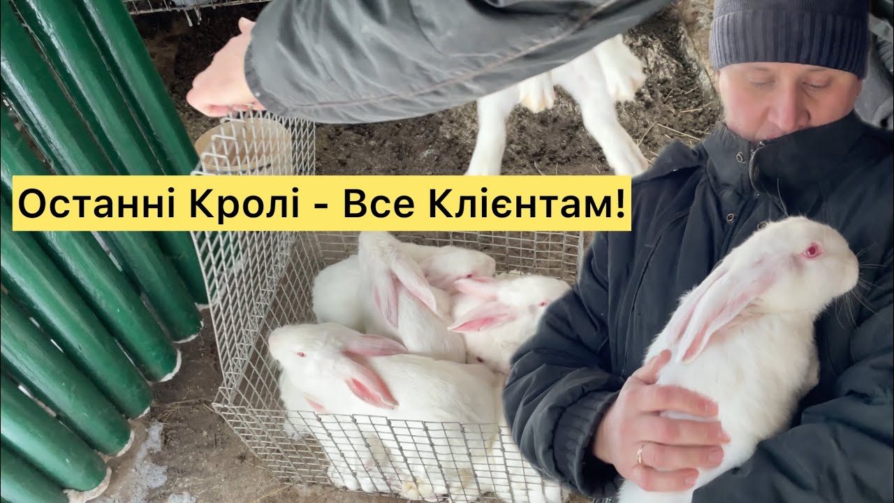 ЦЕ ОСТАННІ КРОЛІ ЯКІ В МЕНЕ БУЛИ НА ДВОРІ! РОБЛЮ ПЕРШЕ ЗАМОВЛЕННЯ НА ТУШОНКУ В ЦЬОМУ РОЦІ!