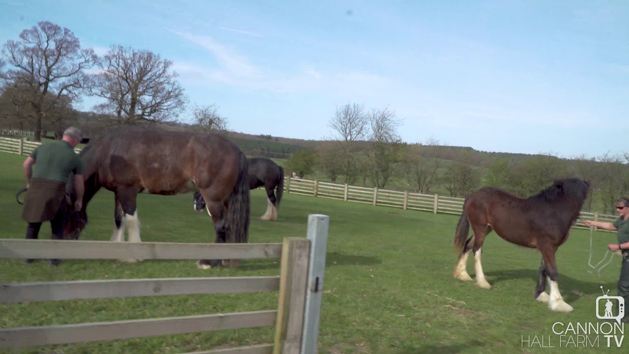 Three Shires in Paddock - Cannon Hall Farm