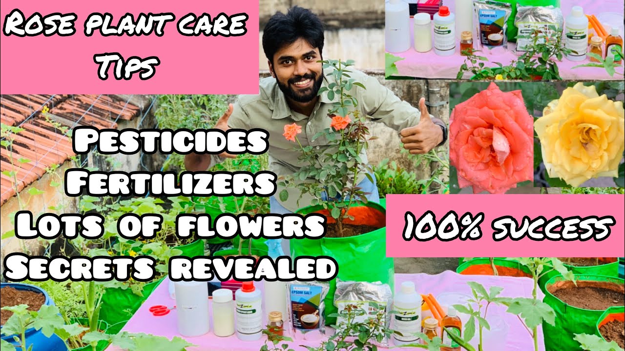 మీ పెరట్లో గులాబీ పూయట్లేదా ? అయితే ఇలా ప్రయత్నించండి || Rose Plant Complete Guide #roseplantcare