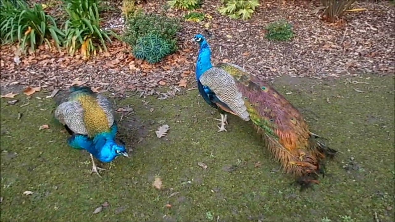 La traîne des paons a repoussé ! (The peacocks' tail has grown back!)