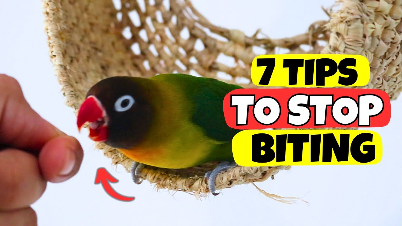 7 TIPS ON HOW TO STOP YOUR LOVEBIRD PARROT FROM BITING