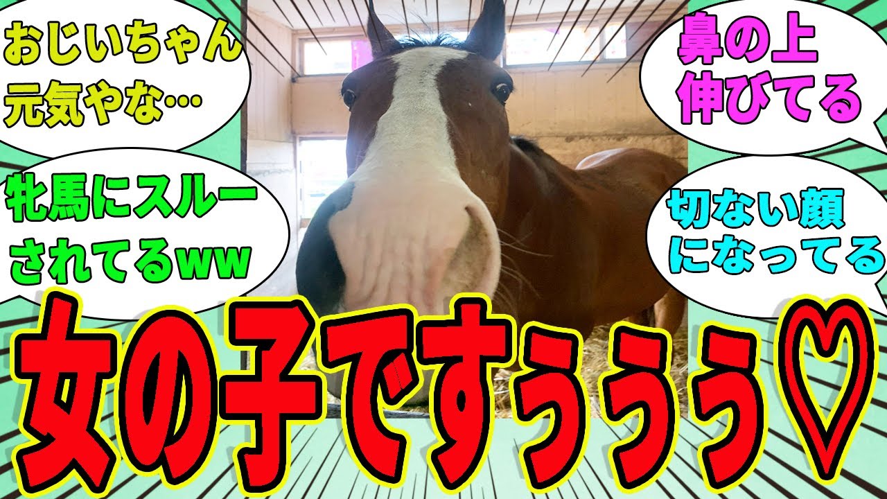 【メイショウドトウ】女の子に興奮するドットじいちゃんwwに対するみんなの反応集【競馬の反応集】