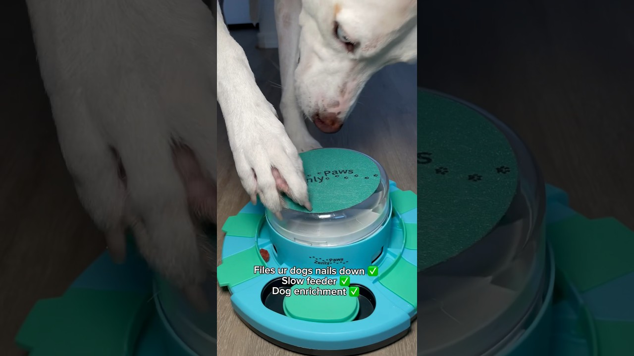 This dog toy files ur dogs nails!!😱Link in bio #dog #doggroomingtips #dogshorts #dognailtrim #pets