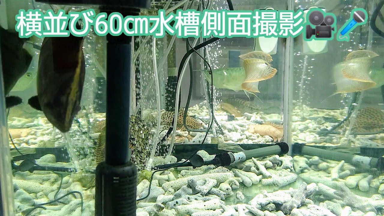 横並び60㎝水槽側面撮影🎥🎤