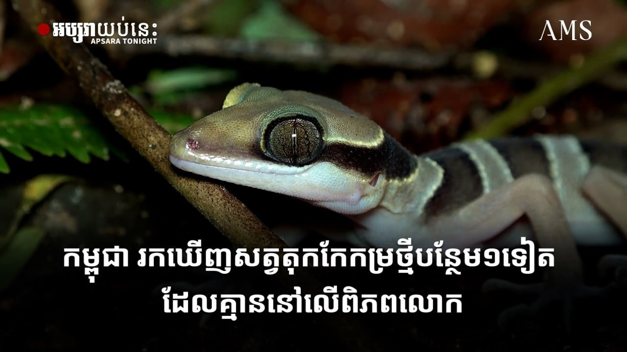កម្ពុជា រកឃើញសត្វតុកកែកម្រថ្មីបន្ថែម១ទៀត ដែលគ្មាននៅលើពិភពលោក