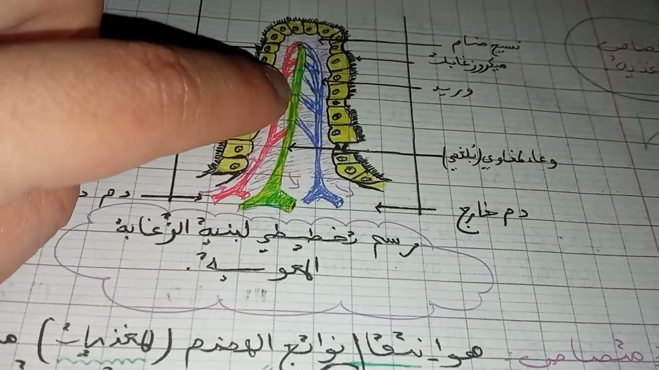 اختبار الفصل الاول سنة رابعة متوسط