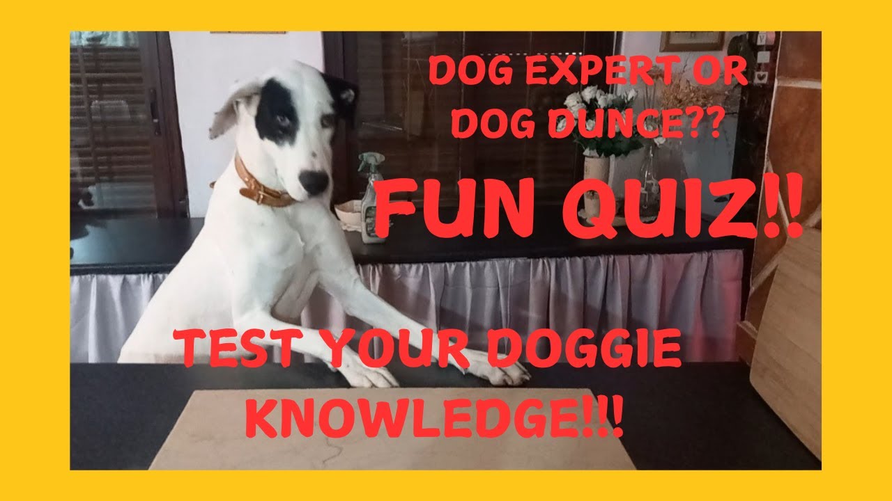 DOG EXPERT OR DOG DUNCE??!! FUN QUIZ!! TEST YOUR KNOWLEDGE & SUPPORT DOG RESCUE #dogquiz