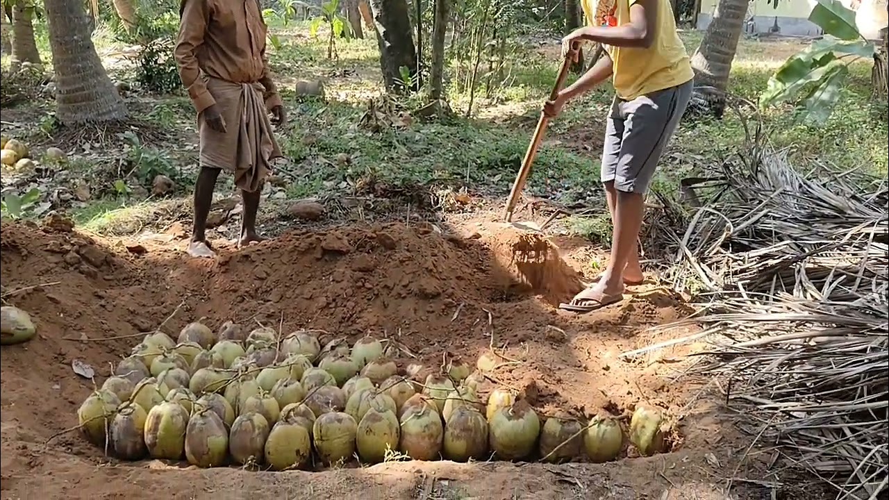  தேங்காயைமுளைக்க வைத்தகன்றாக்குவதுஎப்படி?#coconut #தென்னங்கன்று