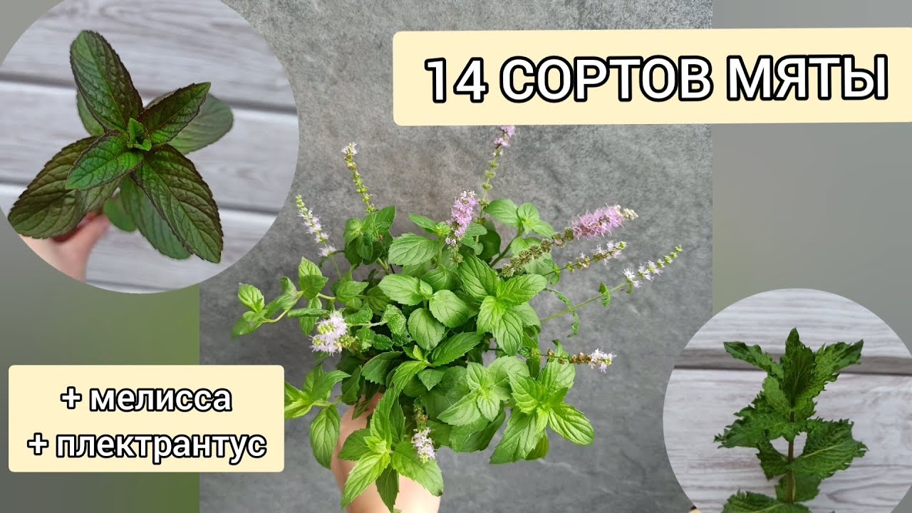 14 (+2) СОРТОВ МЯТЫ. Обновленная мятная коллекция.
