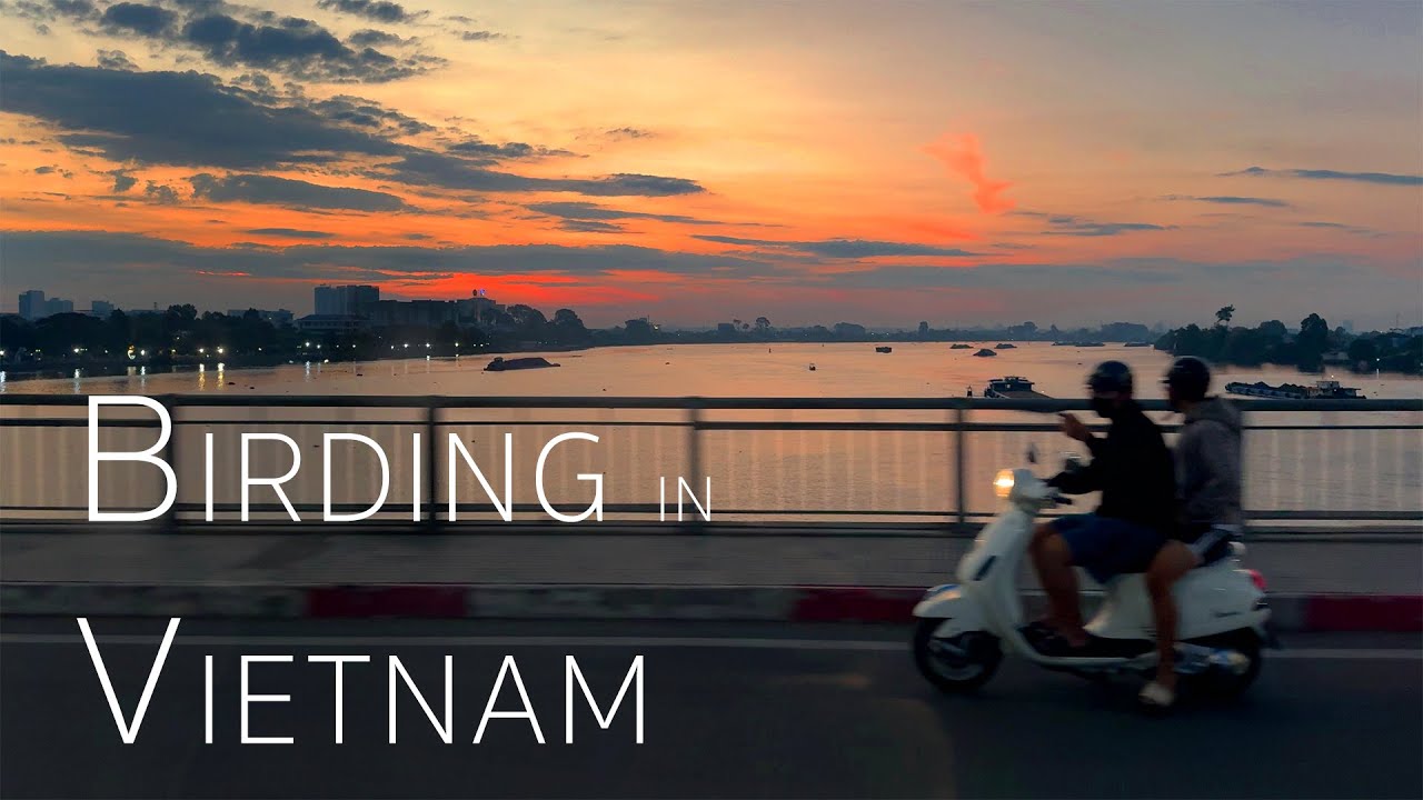 Birding in Vietnam | Enchanted Bird Hide & Cát Tiên National Park | 2025 1/2