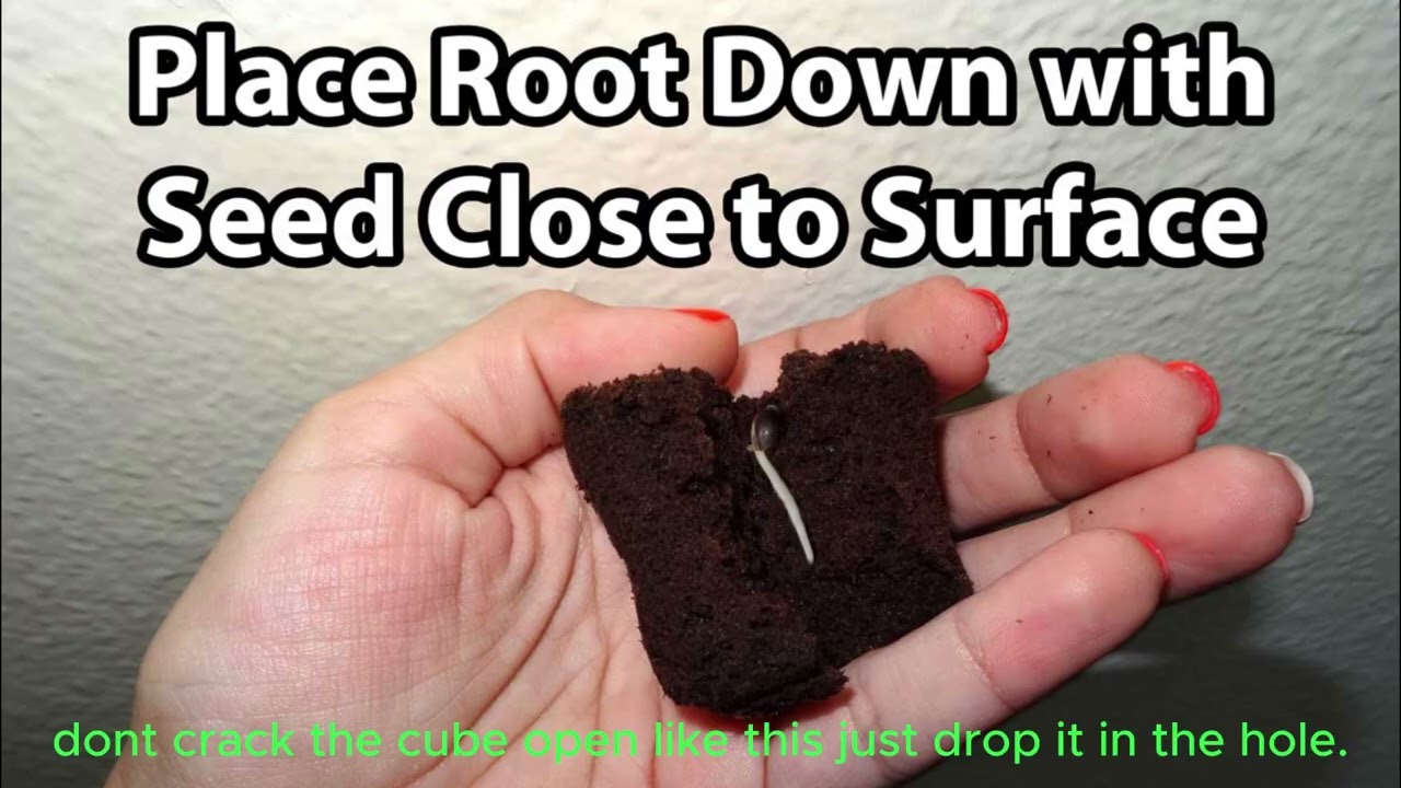 Marijuana Grow Series 6: Tips on starting cannabis seedlings.