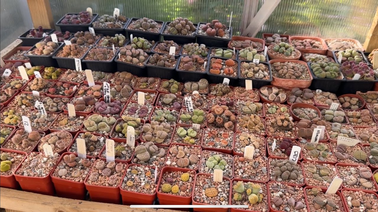 Full Lithops Collection Tour!