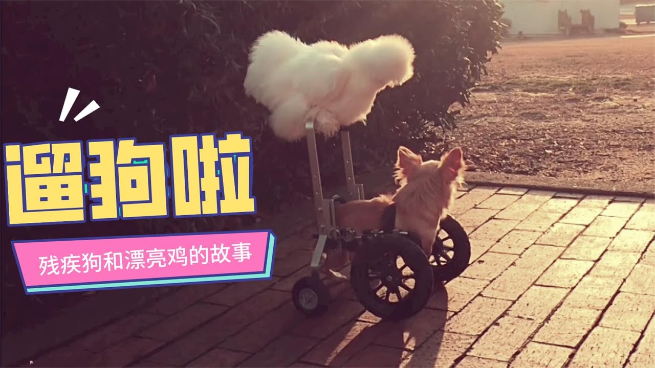 宠物鸡推着轮椅，出门溜残疾狗狗，这场面真惹人羡慕