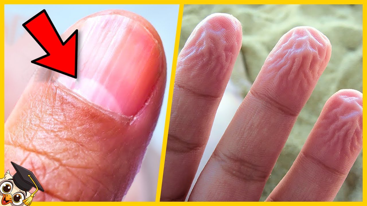 10 Choses que vous ne saviez pas sur le corps humain