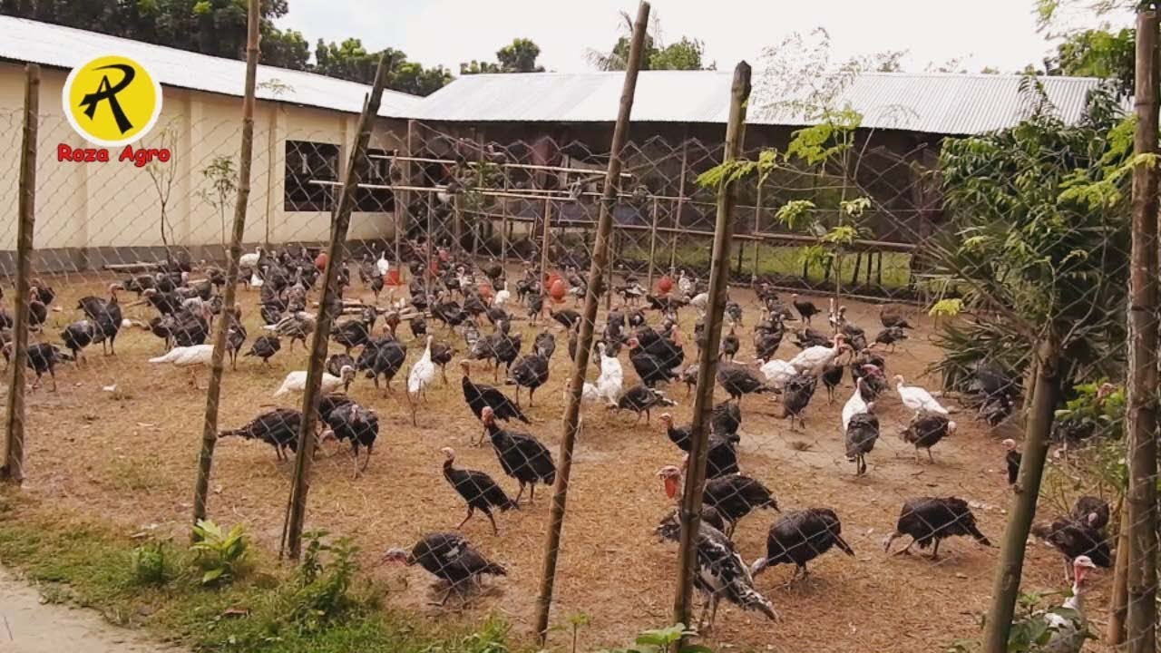 টার্কি মুরগীর খামার করে সফল দুলাল, Dulal succeeded in keeping the turkey
