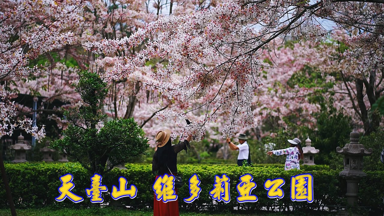高雄 天臺山維多莉亞公園開放了   花旗木大爆發