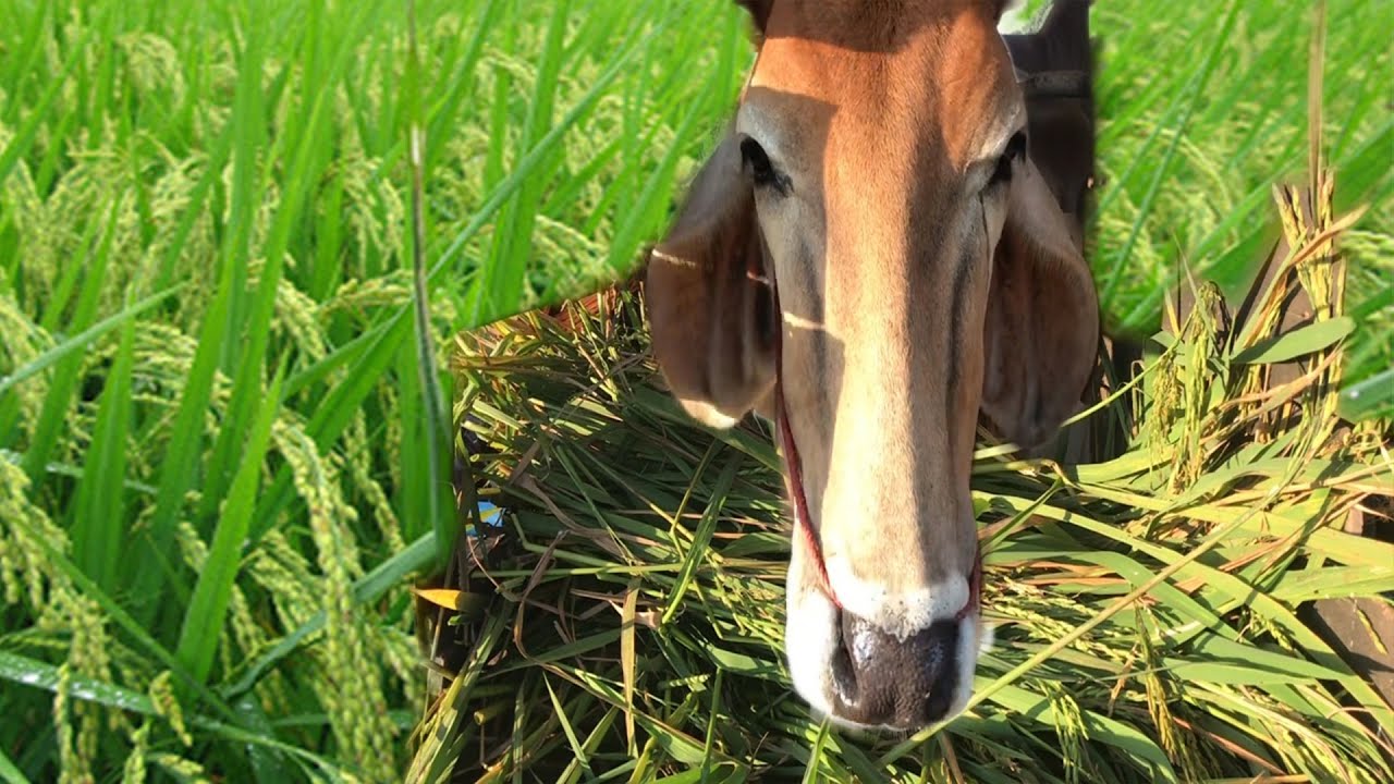 Rice |Green Ears Of Rice |Cow Eating Show |ASMR | Animal ASMR |