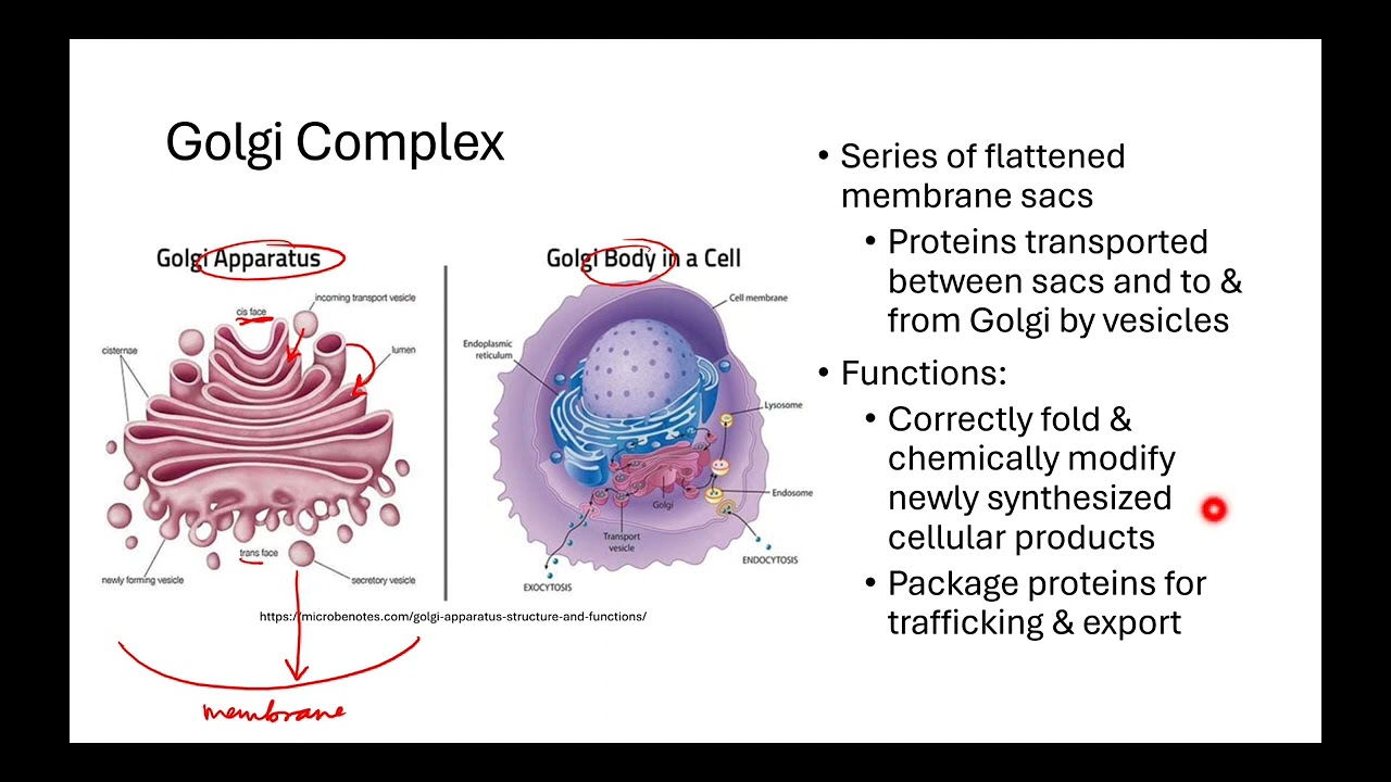 2.1 Cell Structure and Function