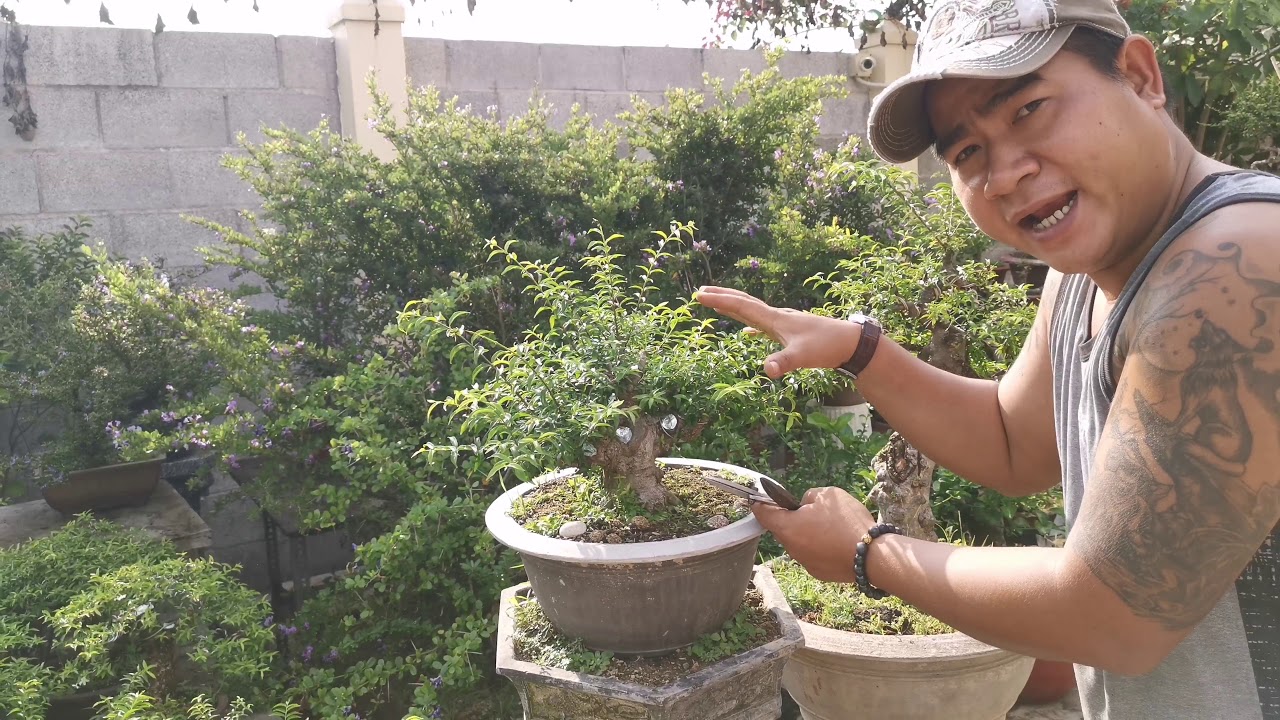 Một Số Sai Lầm trong quá trình nuôi trồng tạo tác Bonsai. 0374.113366 Cường Zin. (V11) 18/4/20
