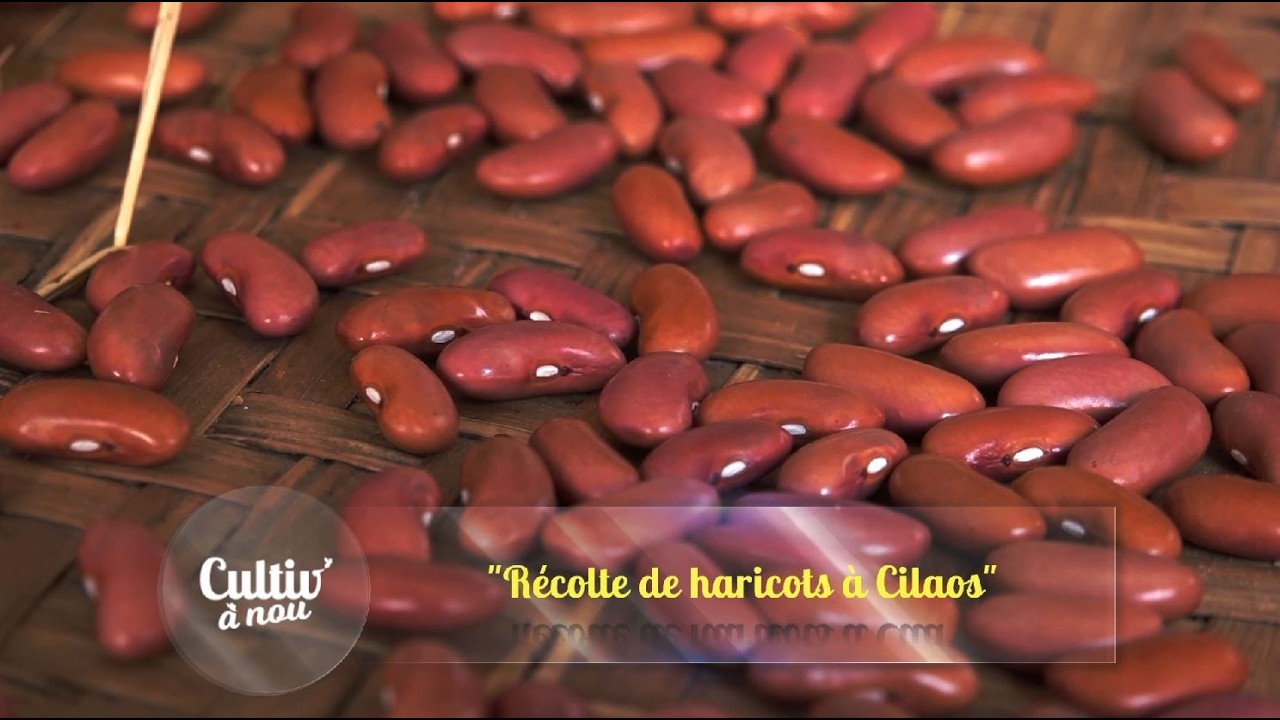 Récolte de haricots à Cilaos