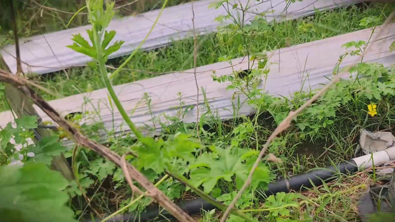 Trellis Hack: Training Bitter Melon Vines for a Massive Harvest _FarmersLife _Shorts