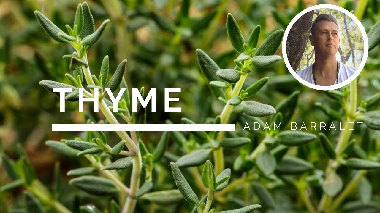 Thyme - The Oil of Purging