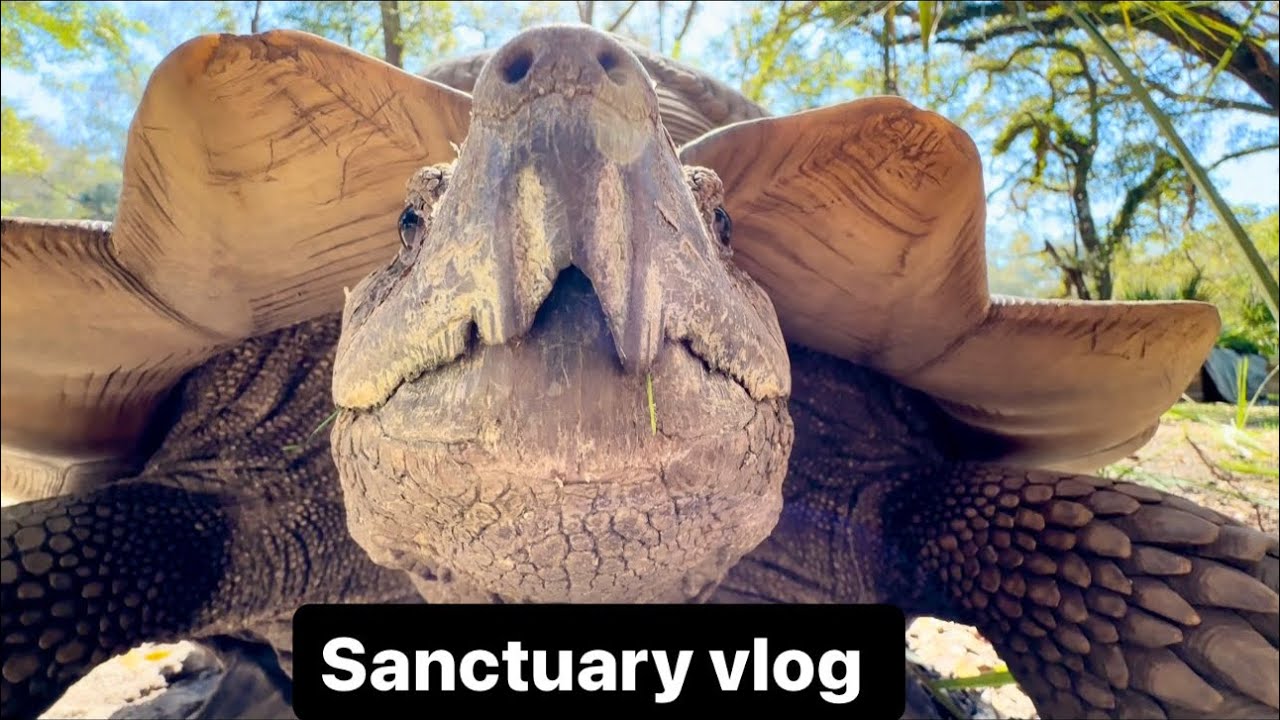 Late night emergency, sanctuary vlog 2-22-24