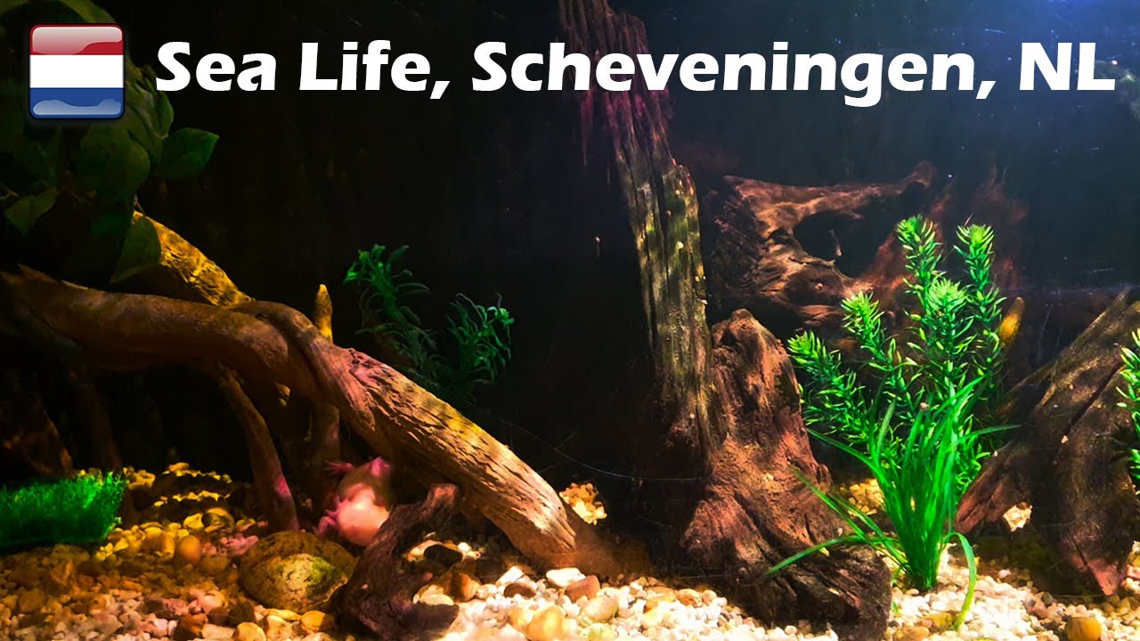 Sea Life Scheveningen 2023 (161)