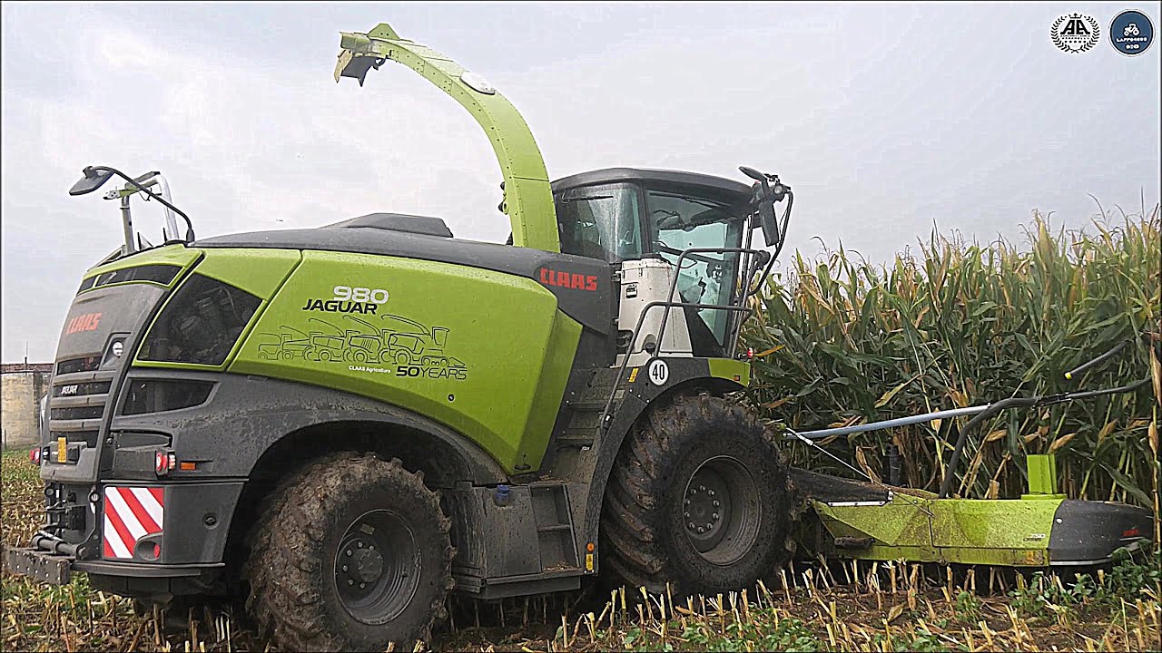 **NEW** CLAAS Jaguar 980 50 Years Edition + Orbis 10 rows - ASSANELLI - Corn silage 2024