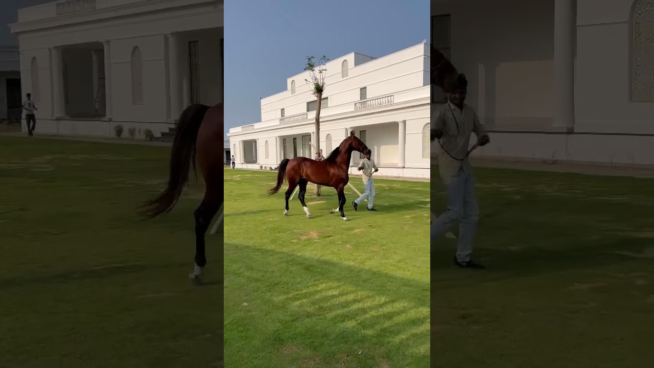 BHARAT AZAAD                     S.S stud farm Punjab  SUBSCRIBE FOR MORE VIDEOS