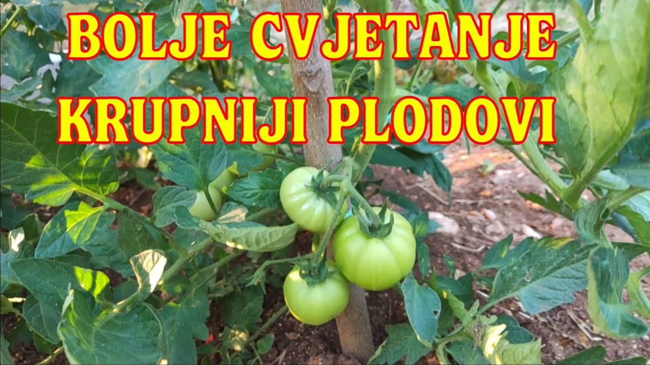 Kada i kako šišati PARADAJZ za bolje cvjetanje i krupnije plodove