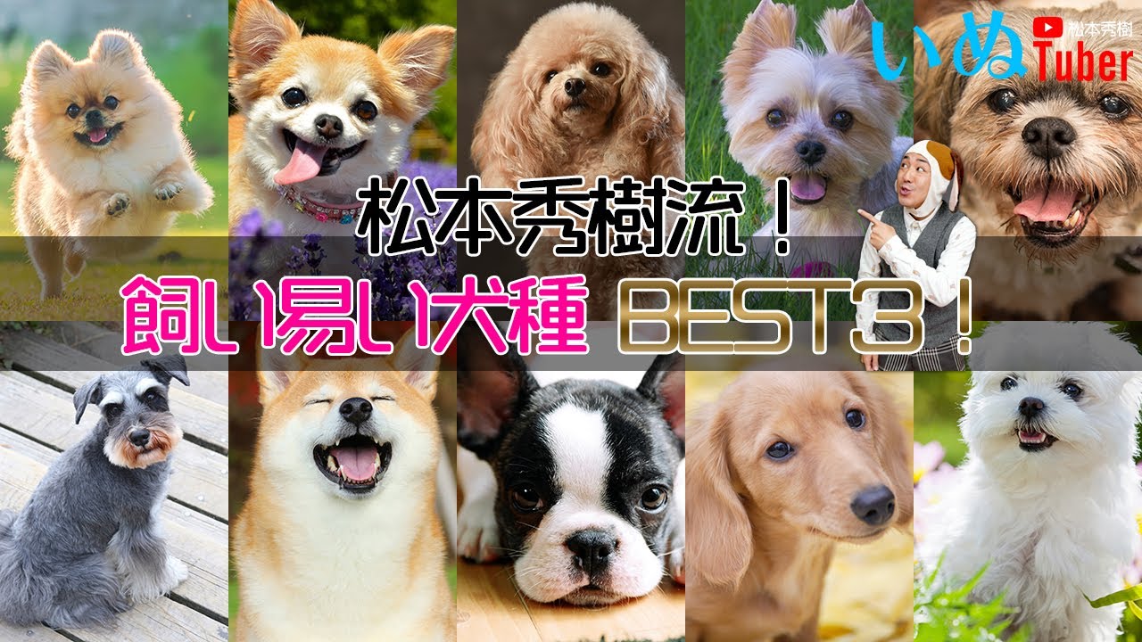 松本秀樹流！飼い易い犬種BEST3！