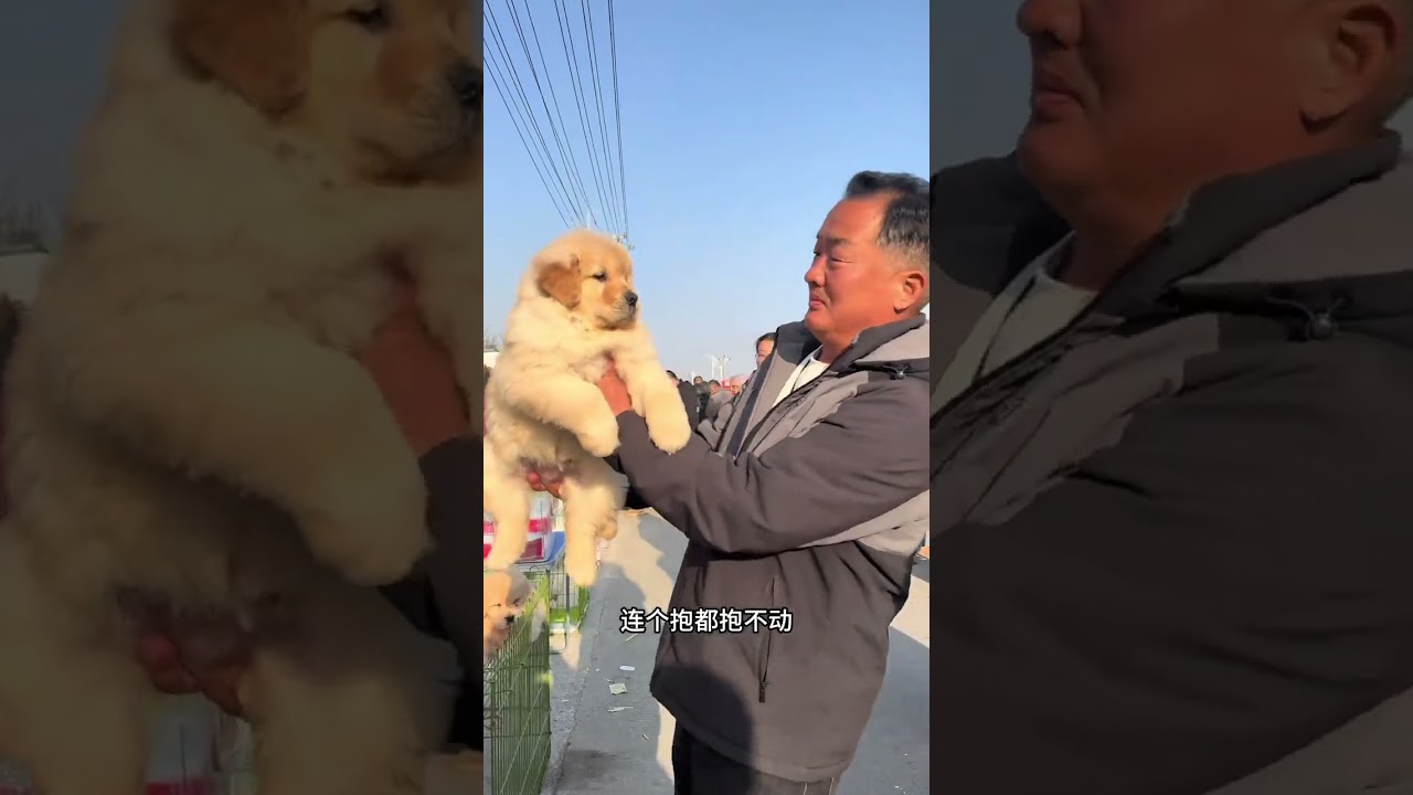 几只西高高地 可换宝马马车,   这种瘦狗 千万不能能抓