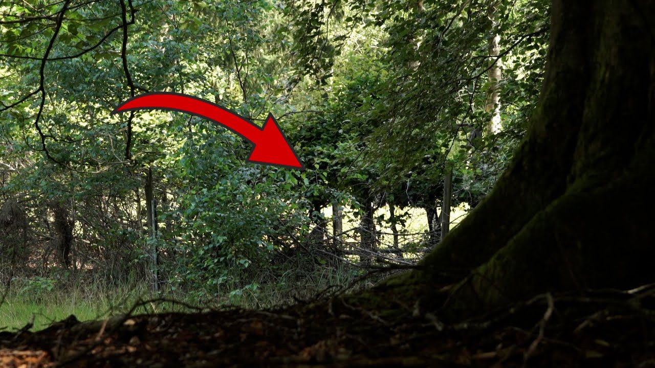 Naturfilmer Dammer Berge: 