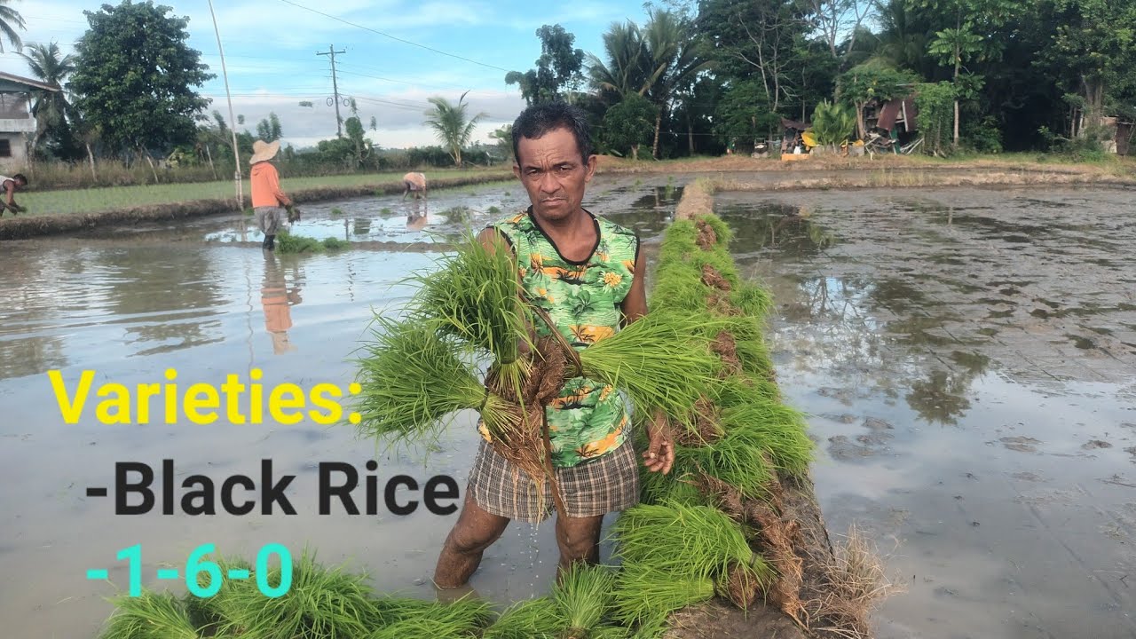 Rice Planting Season December 2025 | At DC Family Garden