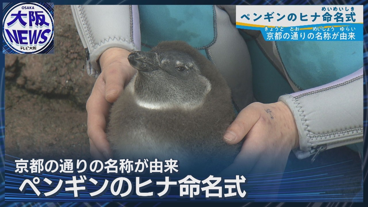 ふわふわ今だけ！ペンギン赤ちゃん名前は「かがみ」と「みその」京都水族館