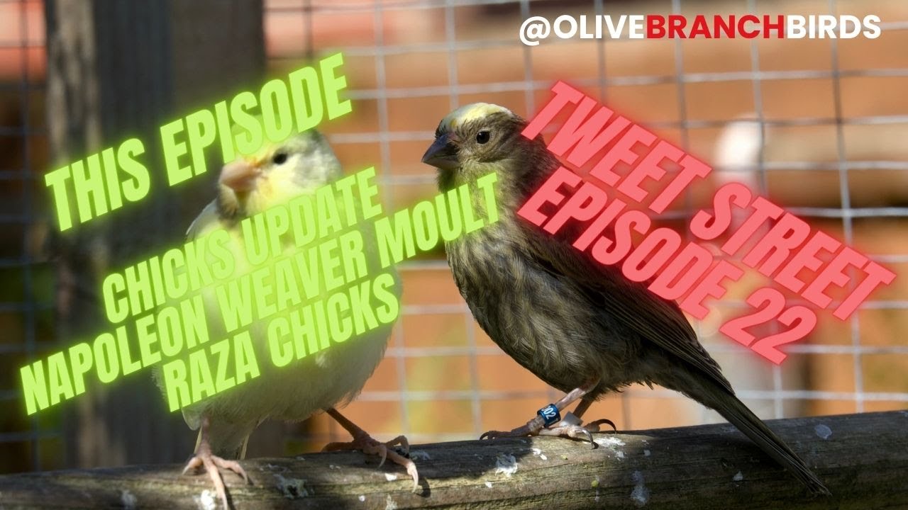 Tweet Street Episode 22 - Lizard Canary Keeping.