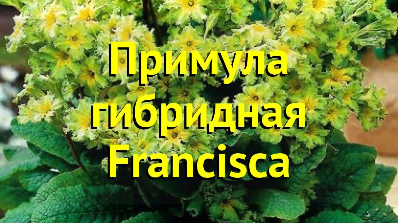 Примула гибридная Франческа. Краткий обзор, описание характеристик primula hybr. Francisca