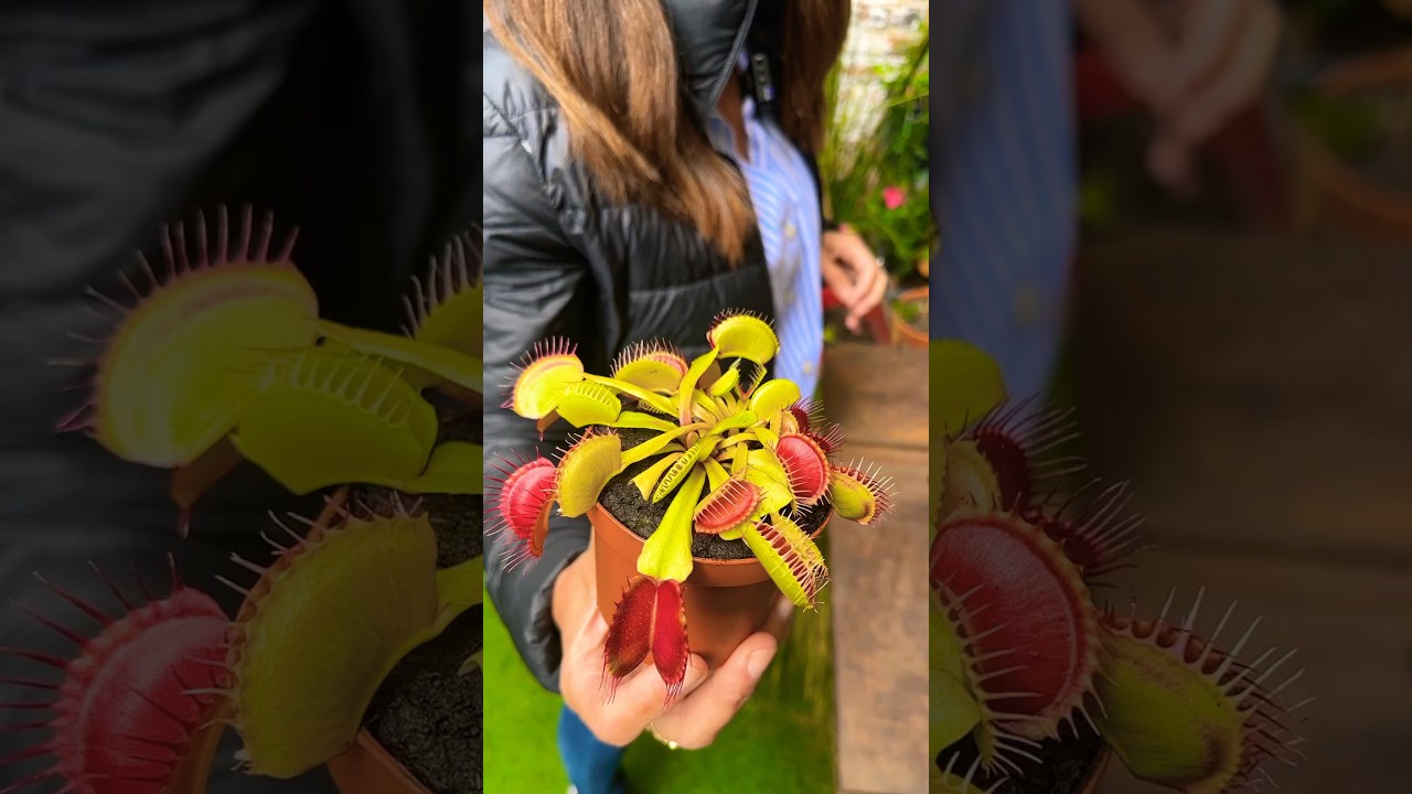 Plante CARNIVORE : la dion&eacute;e ( Dionaea muscipula)
