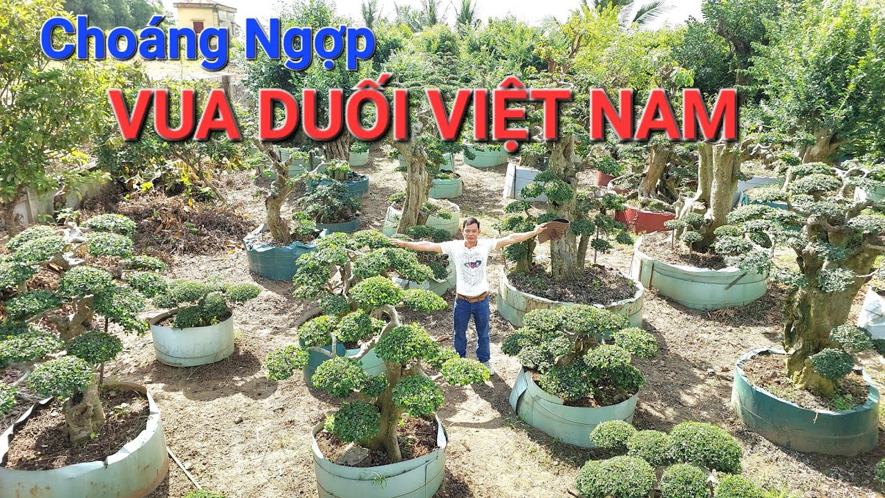 Đây có lễ là : VUA DUỐI VIỆT NAM số lượng cây ước tính khoảng 600 TP * CT NAM SƠN - Nam Sách - HD *.