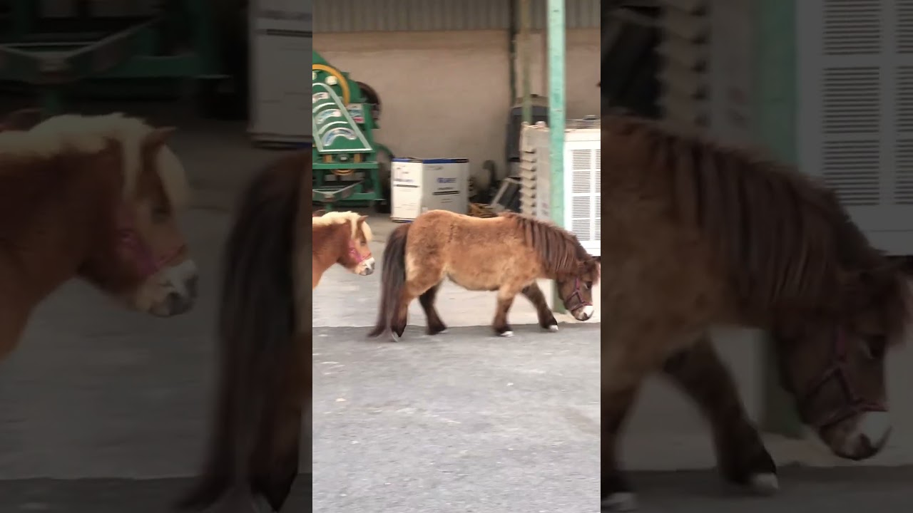 Shetland pony funny videos