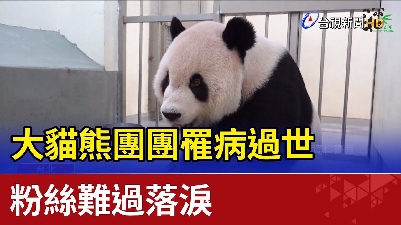大貓熊團團罹病過世  粉絲難過落淚