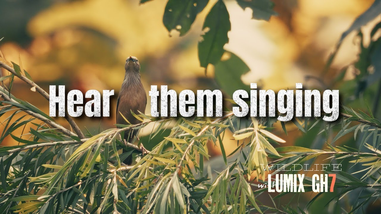 The Most CALMING Wildlife Experience(Lumix GH7)