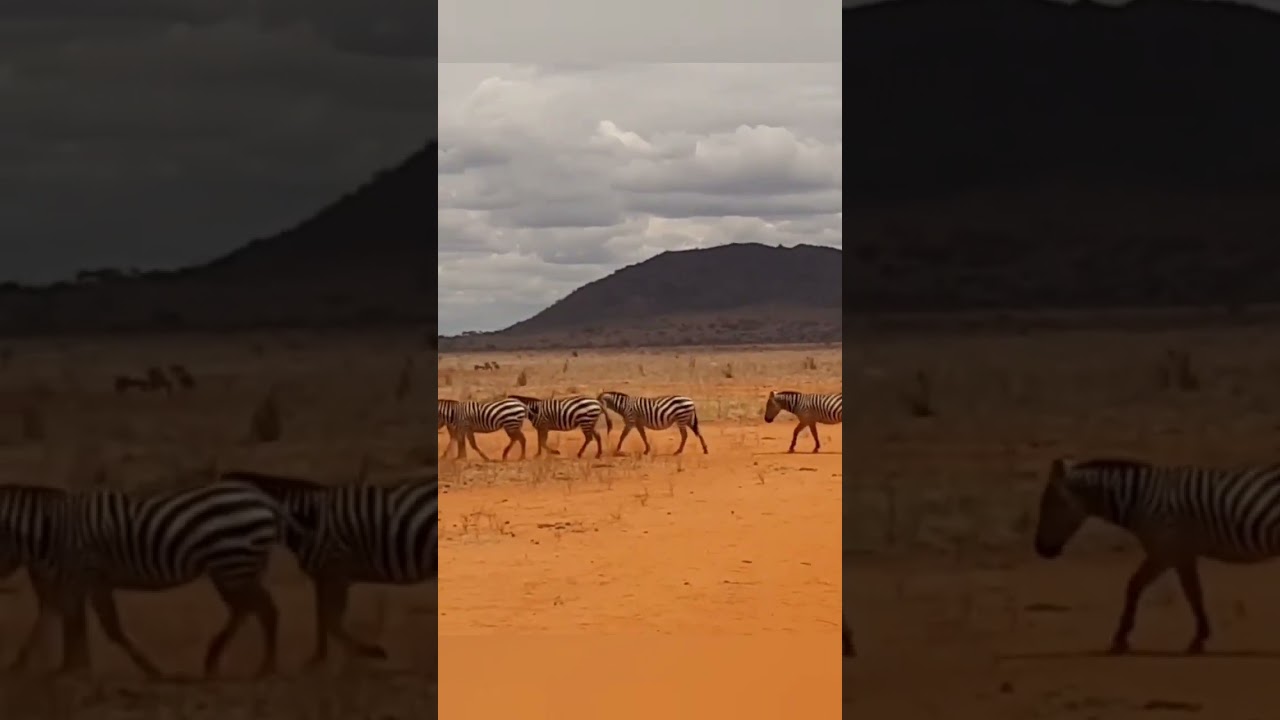 From Africa... #traveldiaries #travelmemories #amazingmoments #subscribe #comment