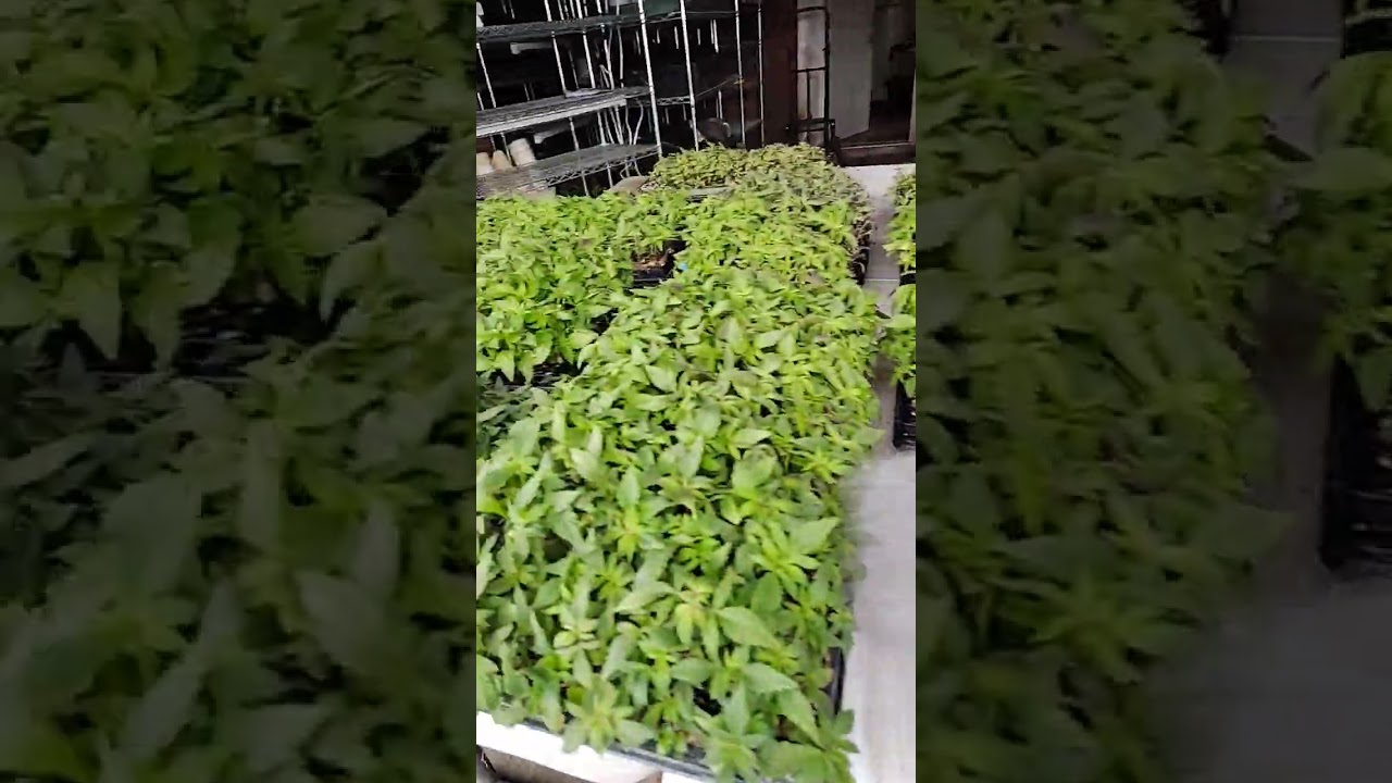 Watering 6,800 Hundred Cannabis Seeds.  Winter Pheno Plant Hunt. 
