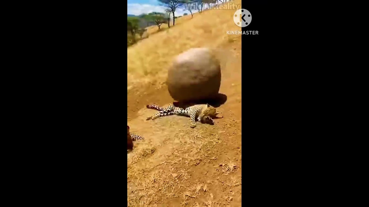 African wildlife:Most Amazing Animal Encounters in 🐅😃 fun 