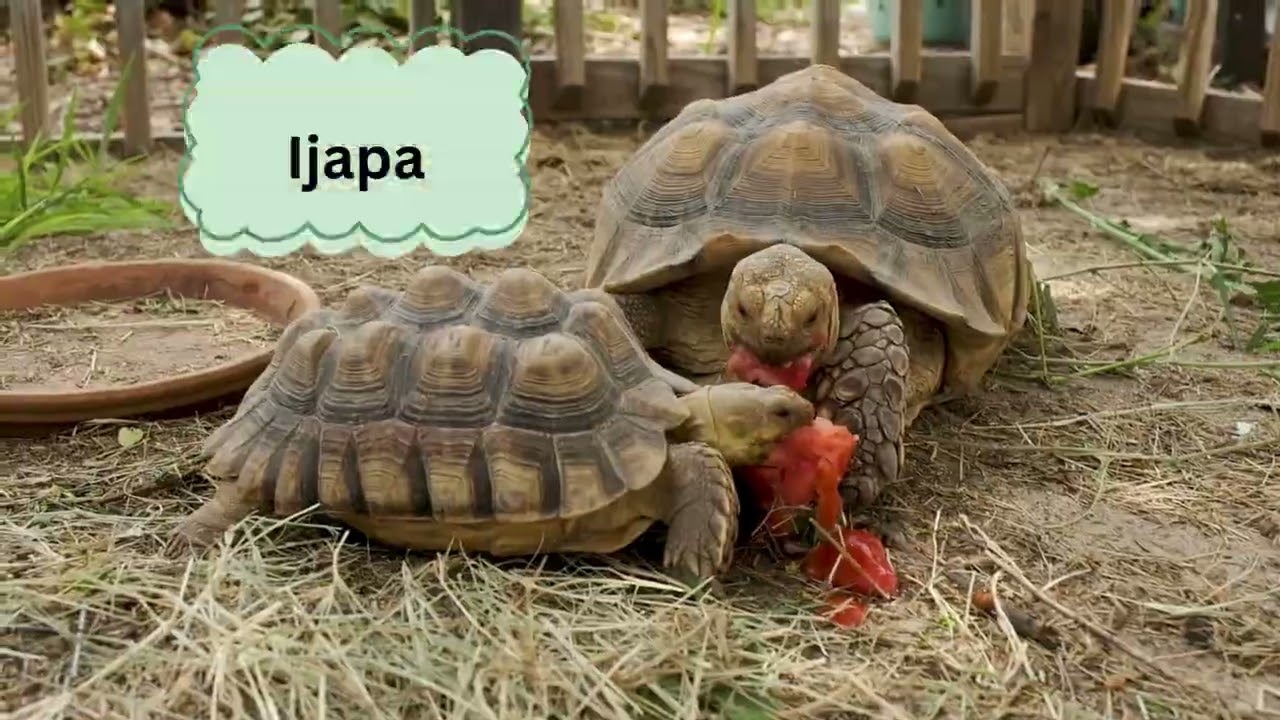 Yoruba Animal Song by Kawe Sere | Yoruba Song for Kids | Yoruba Lessons for Kids| Learn Yoruba