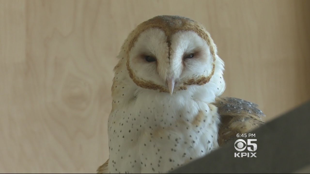 San Francisco's Randall Museum Reopens After Major Expansion
